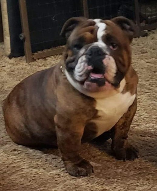 U-Smooch-A-Bulls Bruno Vadlen Bulls — Bruno, English Bulldog at Smooch-A-Bulls