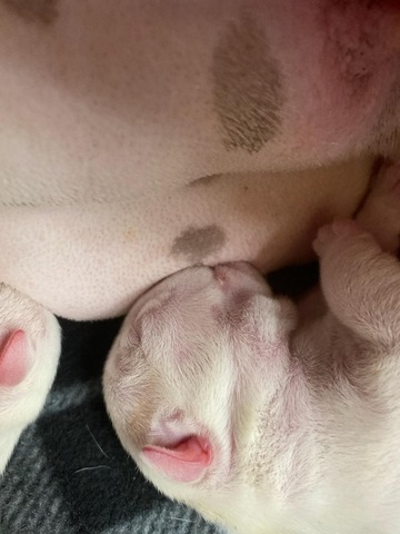 Smooch-A-Bulls English Bulldog puppies in the nursery