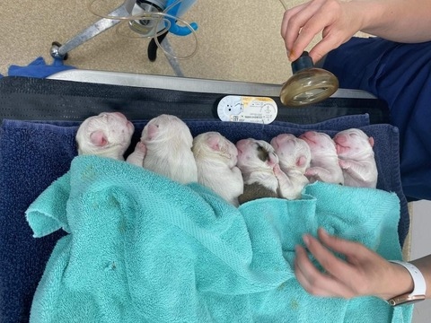 Smooch-A-Bulls English Bulldog puppies in the nursery