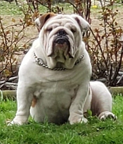 Orvil Smile Dyla M&M IZ Doma Marlen, "Smiley", the Smooch-A-Bulls stud dog