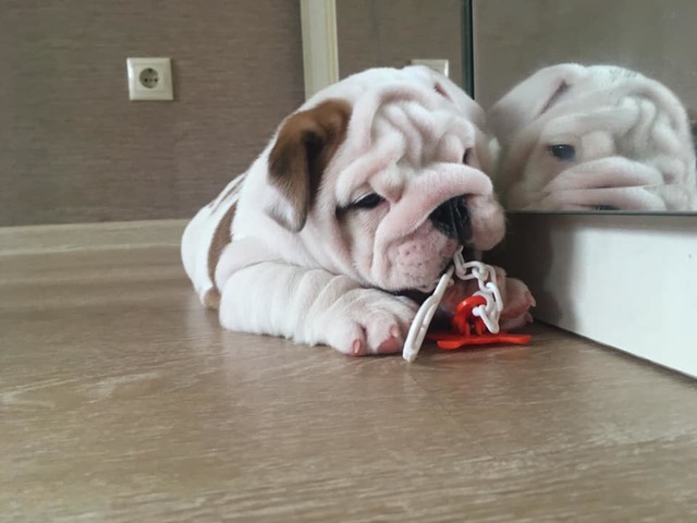 Smiley playing with one of his toys as a baby.