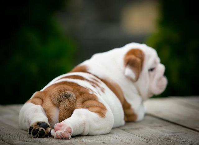 Look at the pads of his two back feet ! So Cute!