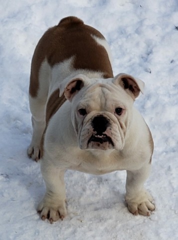 Dottie at 18 months old.