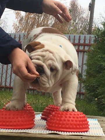 Smiley Learning as a young puppy how to stand on the table