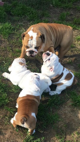 Smiley in Russia playing with his mother and his littermates.