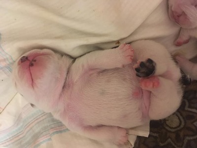 Smiley at one week old, Look at the pads on his rear feet<3