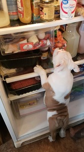 Dottie Checking out the Fridge...lol
